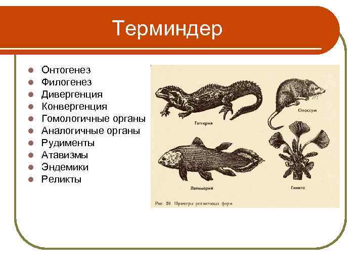Терминдер l l l l l Онтогенез Филогенез Дивергенция Конвергенция Гомологичные органы Аналогичные органы