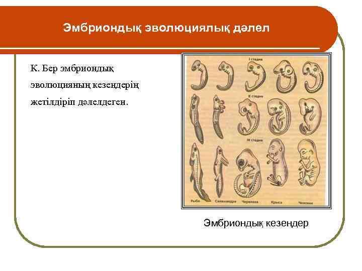 Эмбриондық эволюциялық дәлел К. Бер эмбриондық эволюцияның кезеңдерің жетілдіріп дәлелдеген. Эмбриондық кезеңдер 