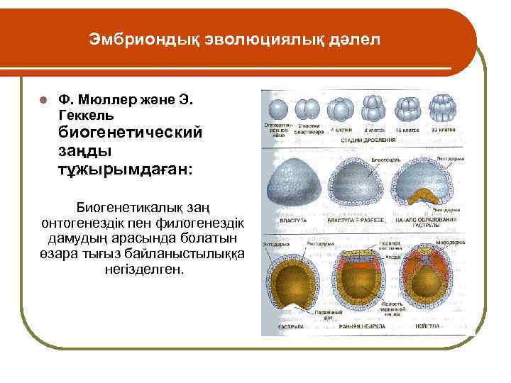 Эмбриондық эволюциялық дәлел l Ф. Мюллер және Э. Геккель биогенетический заңды тұжырымдаған: Биогенетикалық заң