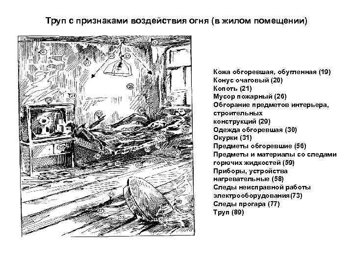 Труп с признаками воздействия огня (в жилом помещении) Кожа обгоревшая, обугленная (19) Конус очаговый