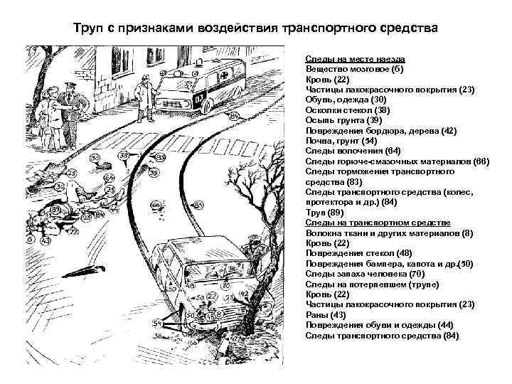 Труп с признаками воздействия транспортного средства Следы на месте наезда Вещество мозговое (б) Кровь