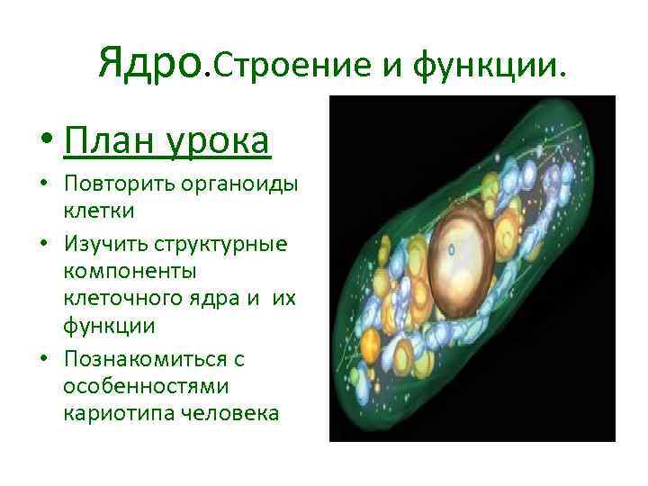 Ядро. Строение и функции. • План урока • Повторить органоиды клетки • Изучить структурные
