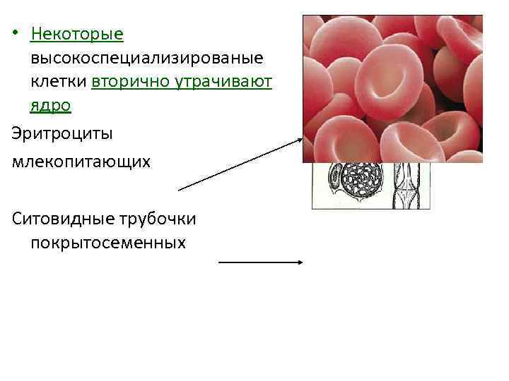 • Некоторые высокоспециализированые клетки вторично утрачивают ядро Эритроциты млекопитающих Ситовидные трубочки покрытосеменных 