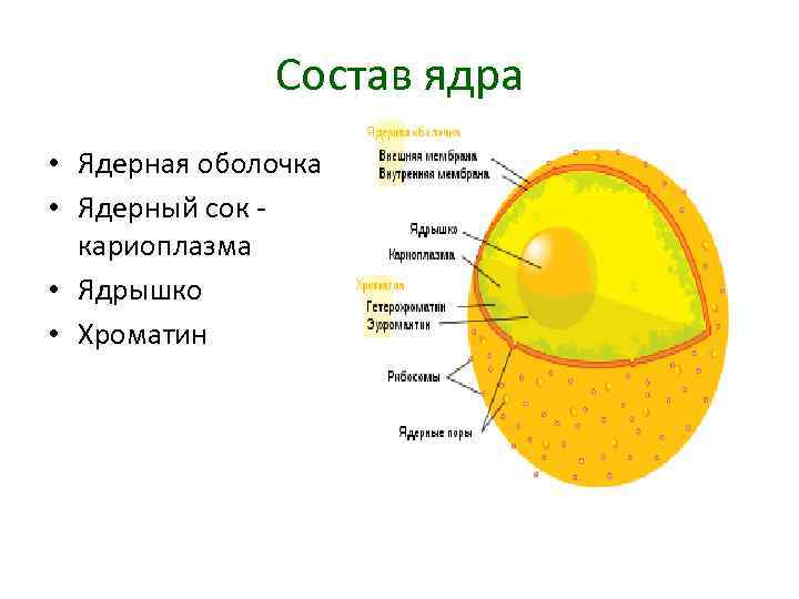 Состав ядра • Ядерная оболочка • Ядерный сок кариоплазма • Ядрышко • Хроматин 