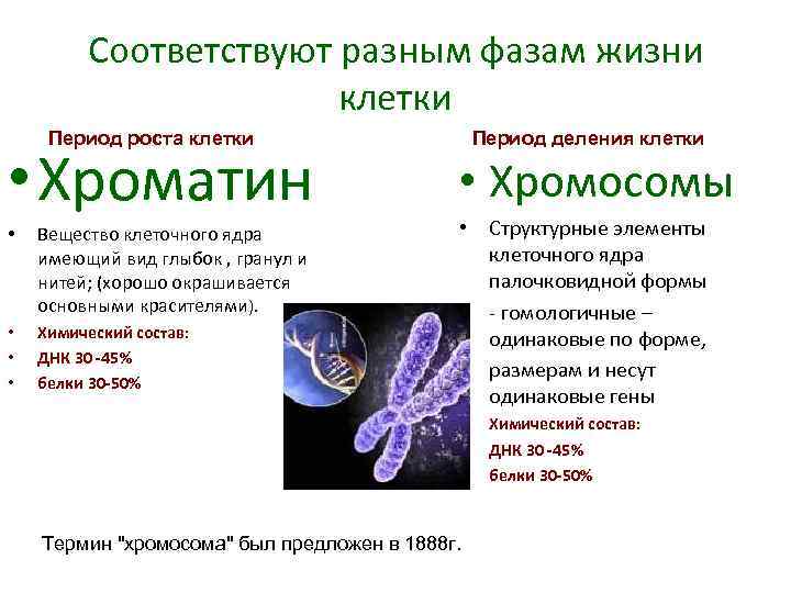 Соответствуют разным фазам жизни клетки Период роста клетки • Хроматин • Вещество клеточного ядра