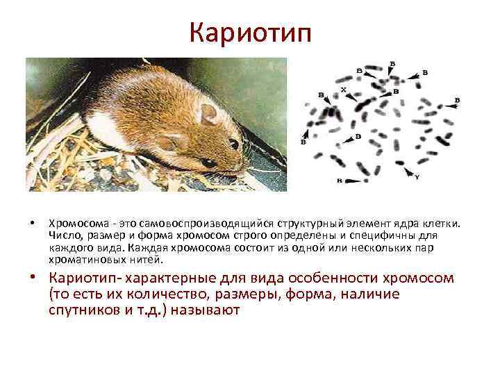 Кариотип • Хромосома - это самовоспроизводящийся структурный элемент ядра клетки. Число, размер и форма