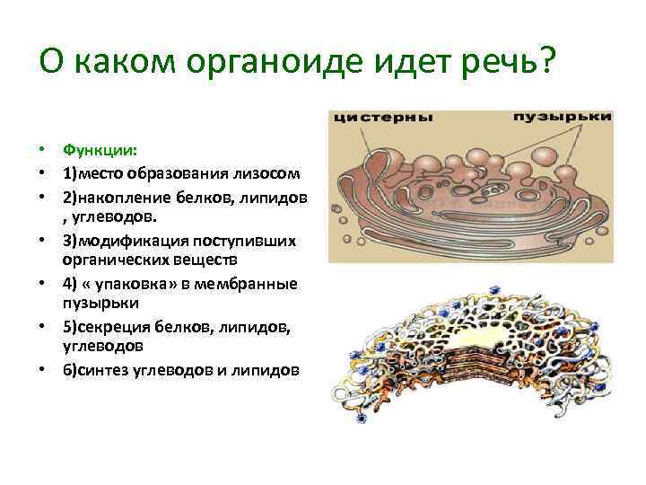 О каком органоиде идет речь? • Функции: • 1)место образования лизосом • 2)накопление белков,
