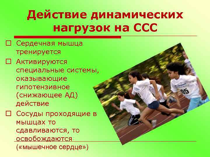 Действие динамических нагрузок на ССС o Сердечная мышца тренируется o Активируются специальные системы, оказывающие