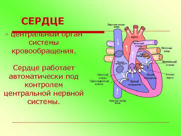 Сердечная работа