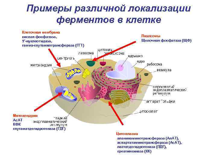 Примеры различной локализации ферментов в клетке Клеточная мембрана кислая фосфатаза, 5’-нуклеотидаза, гамма-глутамилтрансфераза (ГГТ) Лизосомы