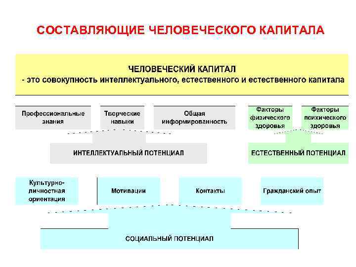 СОСТАВЛЯЮЩИЕ ЧЕЛОВЕЧЕСКОГО КАПИТАЛА 