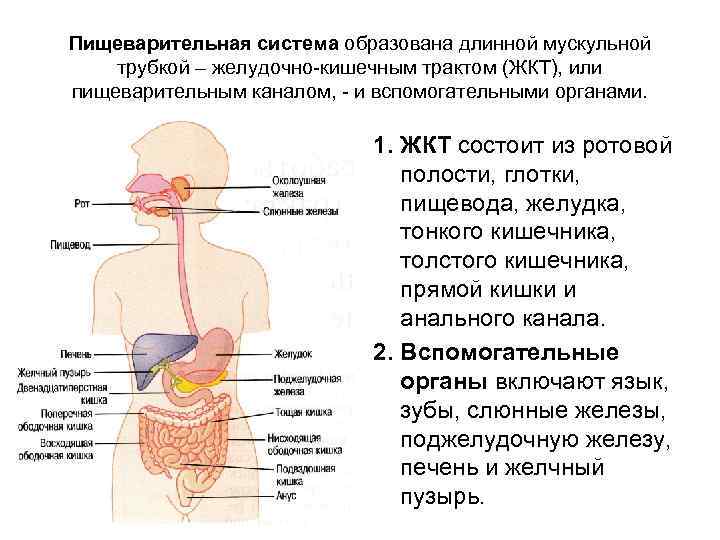 Пищеварительная система образована длинной мускульной трубкой – желудочно-кишечным трактом (ЖКТ), или пищеварительным каналом, -