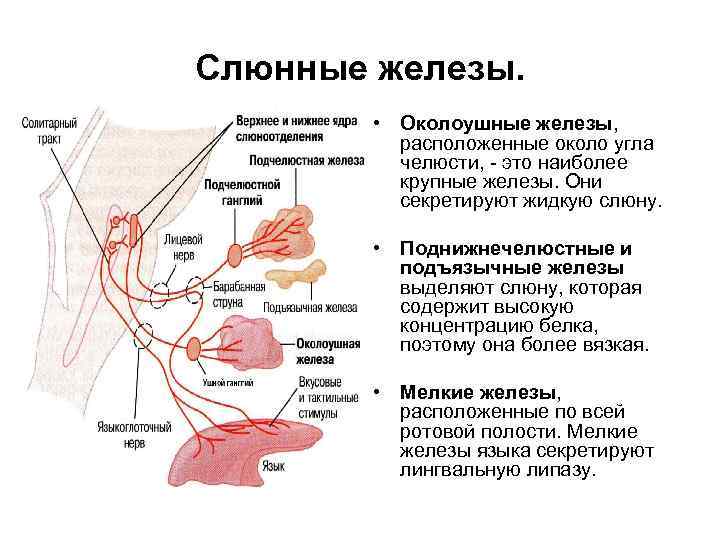 Слюнные железы. • Околоушные железы, расположенные около угла челюсти, - это наиболее крупные железы.