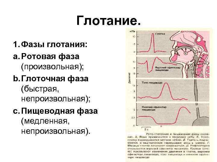 Глотание. 1. Фазы глотания: a. Ротовая фаза (произвольная); b. Глоточная фаза (быстрая, непроизвольная); c.