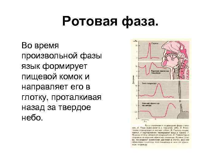 Ротовая фаза. Во время произвольной фазы язык формирует пищевой комок и направляет его в