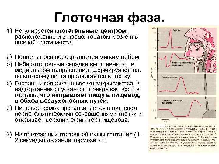 Глоточная фаза. 1) Регулируется глотательным центром, расположенным в продолговатом мозге и в нижней части