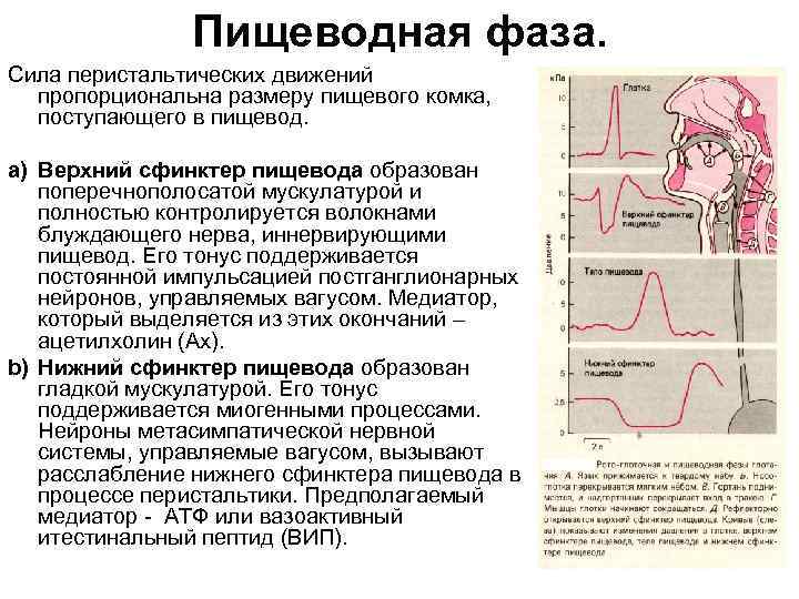 Пищеводная фаза. Сила перистальтических движений пропорциональна размеру пищевого комка, поступающего в пищевод. a) Верхний