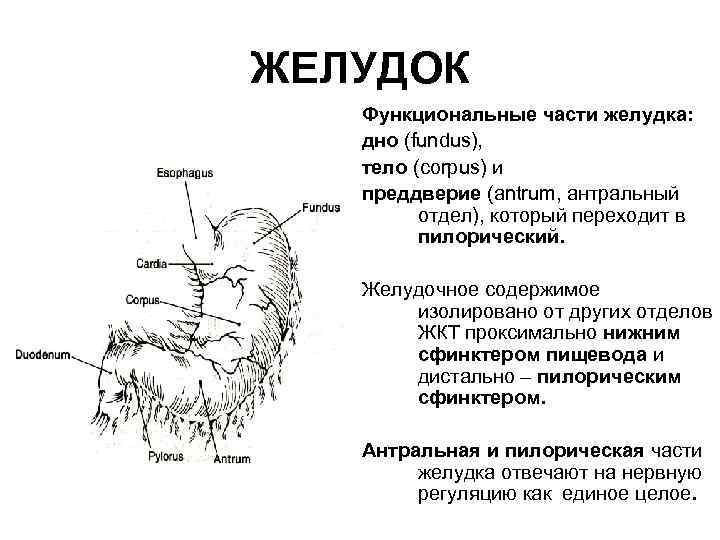 ЖЕЛУДОК Функциональные части желудка: дно (fundus), тело (corpus) и преддверие (antrum, антральный отдел), который