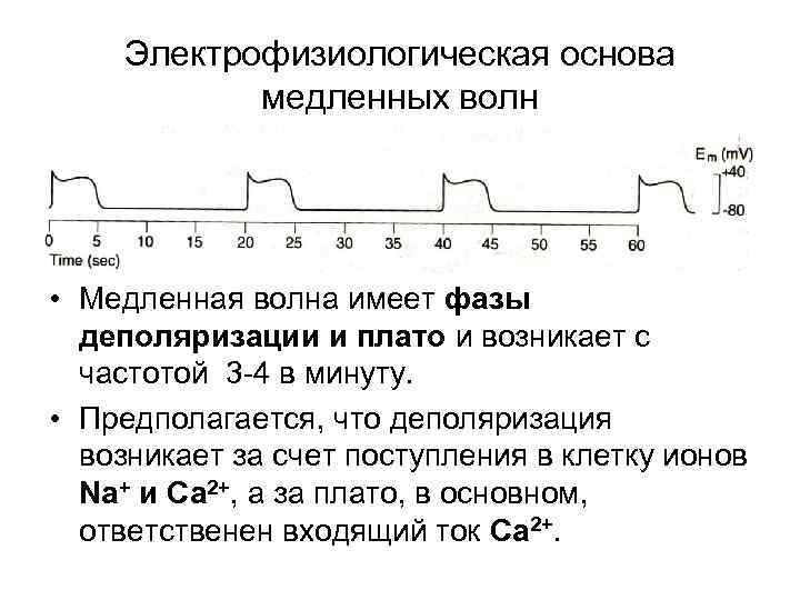 Электрофизиологическая основа медленных волн • Медленная волна имеет фазы деполяризации и плато и возникает