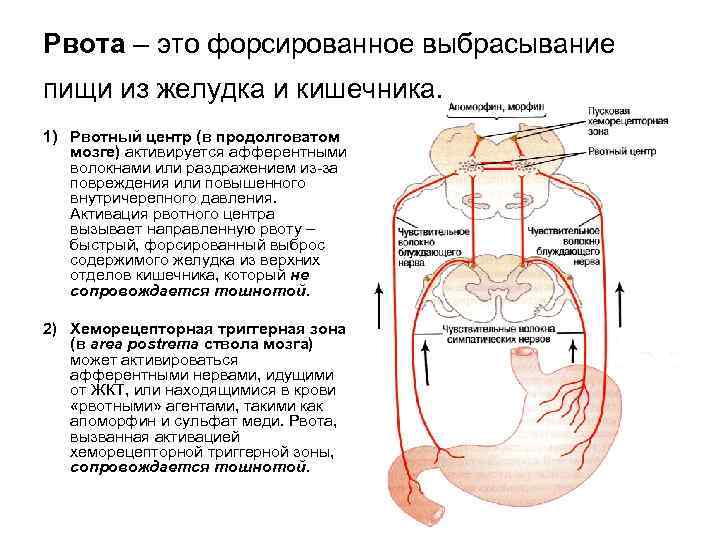 Рвота – это форсированное выбрасывание пищи из желудка и кишечника. 1) Рвотный центр (в