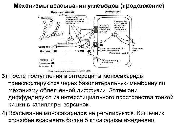 Механизмы всасывания углеводов (продолжение) 3) После поступления в энтероциты моносахариды транспортируются через базолатеральную мембрану