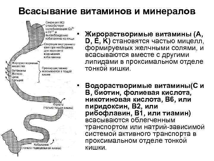 Всасывание витаминов и минералов • Жирорастворимые витамины (A, D, E, K) становятся частью мицелл,