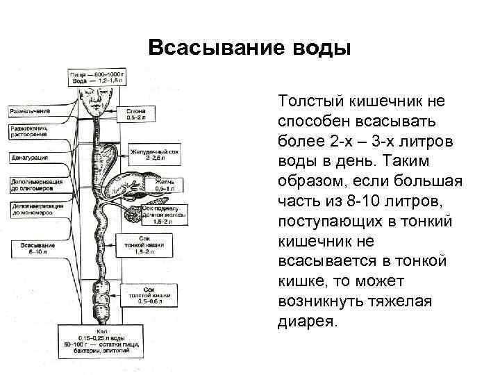 Всасывание воды Толстый кишечник не способен всасывать более 2 -х – 3 -х литров