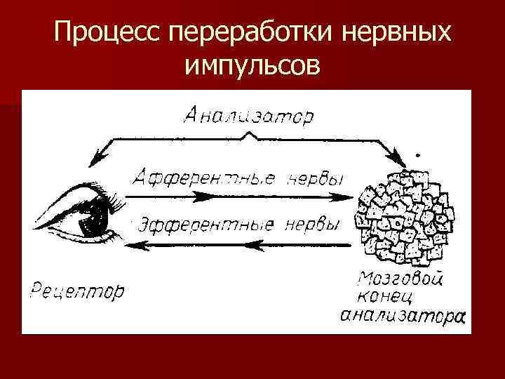 Процесс переработки нервных импульсов 