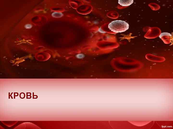 КРОВЬ 