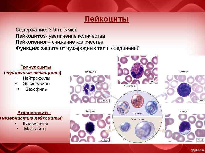 Лейкоциты Содержание: 3 -9 тыс/мкл Лейкоцитоз- увеличение количества Лейкопения – снижение количества Функция: защита