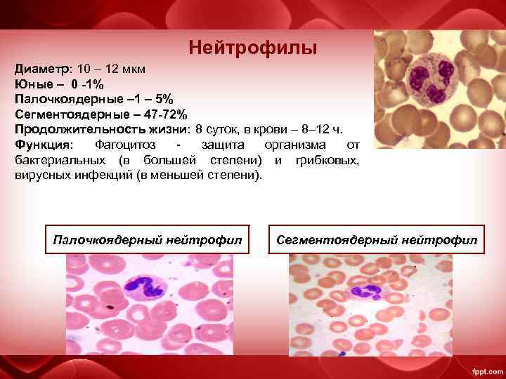 Нейтрофилы Диаметр: 10 – 12 мкм Юные – 0 -1% Палочкоядерные – 1 –