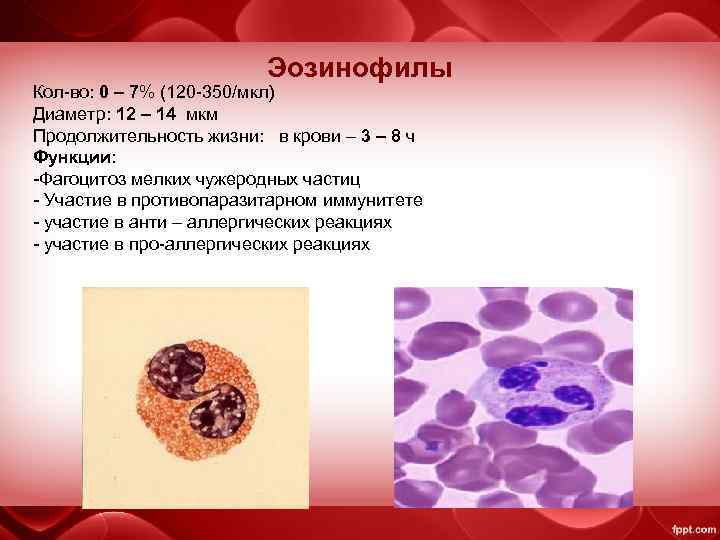 Эозинофилы Кол-во: 0 – 7% (120 -350/мкл) Диаметр: 12 – 14 мкм Продолжительность жизни:
