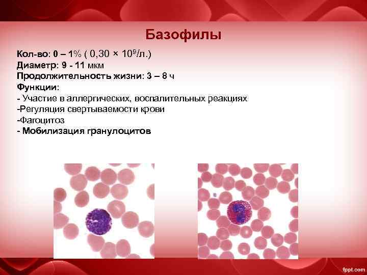 Базофилы Кол-во: 0 – 1% ( 0, 30 × 109/л. ) Диаметр: 9 -