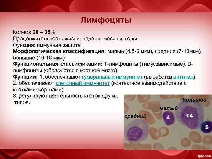 Лимфоциты Кол-во: 20 – 35% Продолжительность жизни: недели, месяцы, годы Функция: иммунная защита Морфологическая