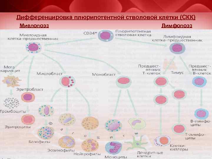 Максимов схема кроветворения