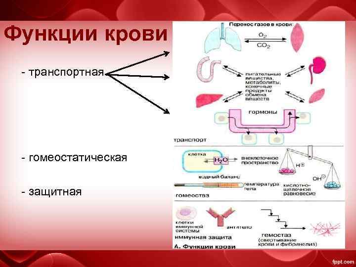 Функции крови - транспортная - гомеостатическая - защитная 