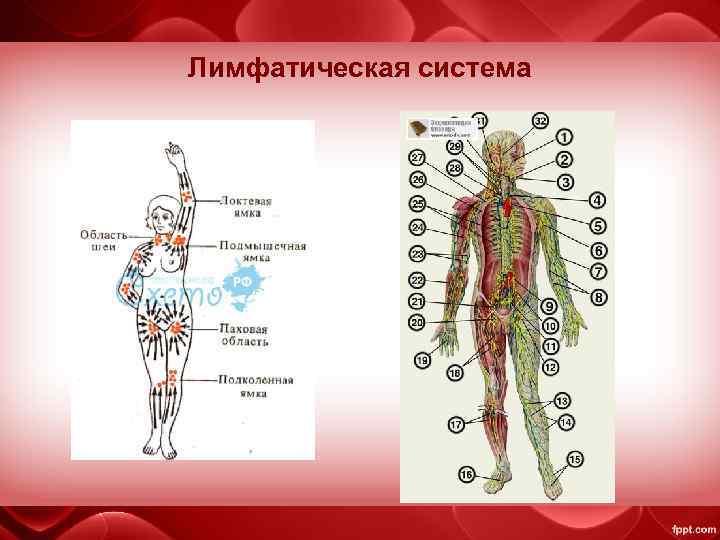 Лимфатическая система 