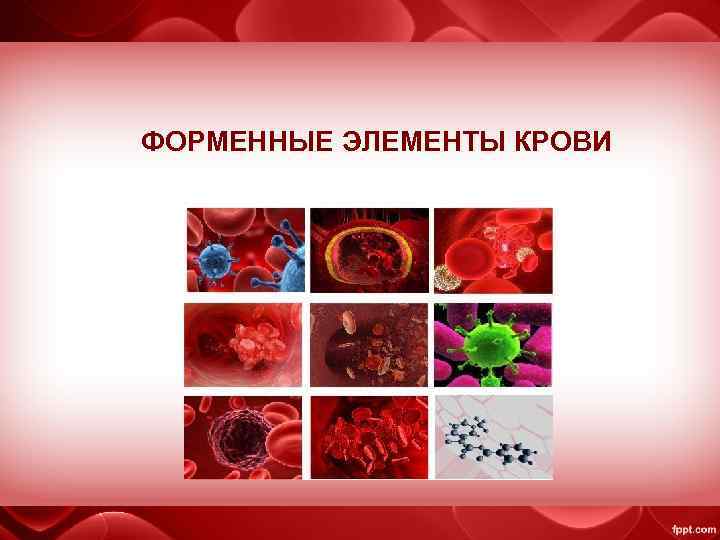 ФОРМЕННЫЕ ЭЛЕМЕНТЫ КРОВИ 