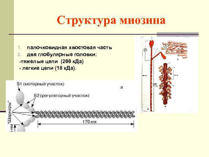 Структура миозина палочковидная хвостовая часть две глобулярные головки: -тяжелые цепи (200 к. Да) -
