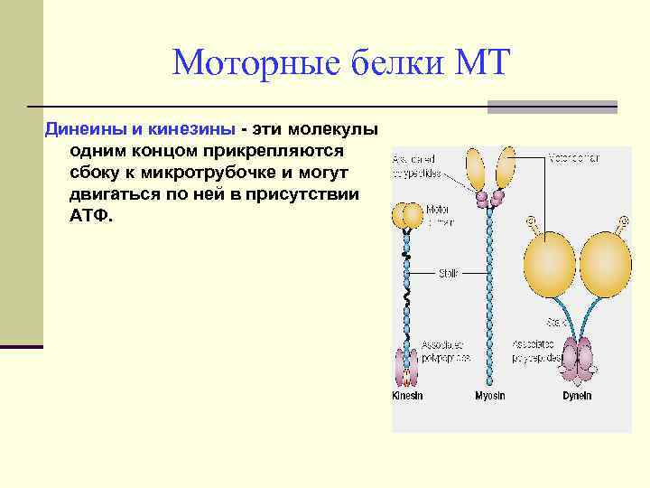 Моторные белки МТ Динеины и кинезины - эти молекулы одним концом прикрепляются сбоку к