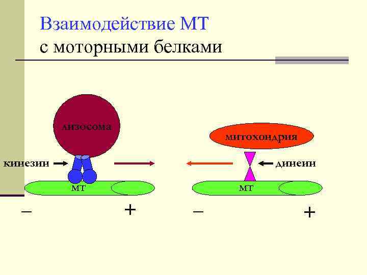 Взаимодействие МТ с моторными белками лизосома митохондрия кинезин _ динеин МТ + _ МТ