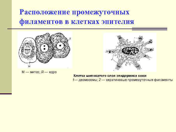 Расположение промежуточных филаментов в клетках эпителия М — митоз; Я — ядро Клетка шиповатого