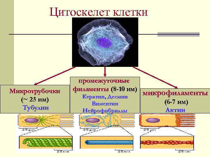 Цитоскелет клетки Микротрубочки (~ 25 нм) Тубулин промежуточные филаменты (8 -10 нм) Кератин, Десмин