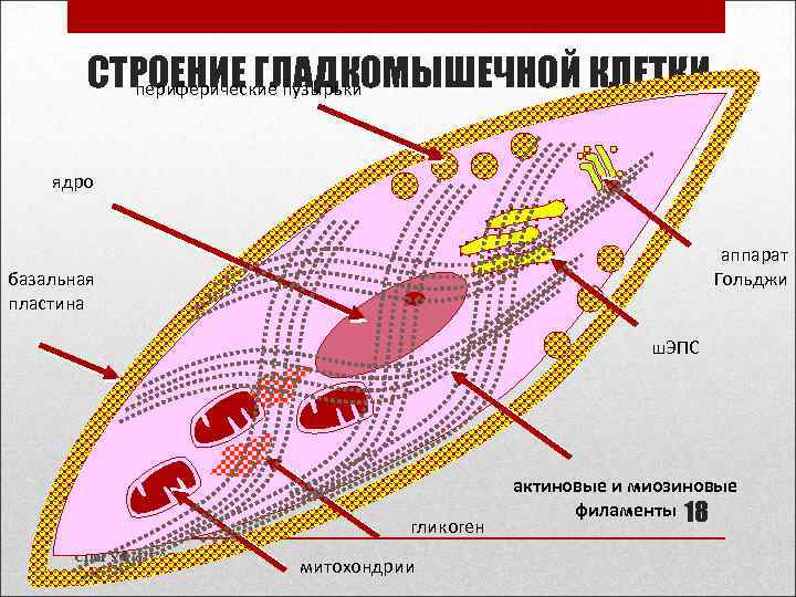 Схема изменения структуры гладкого миоцита до и после сокращения