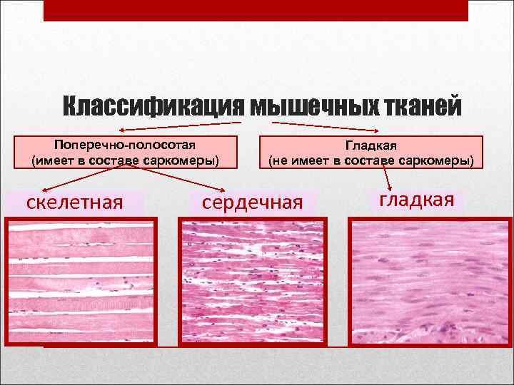 Особенности поперечно полосатой скелетной мышечной ткани
