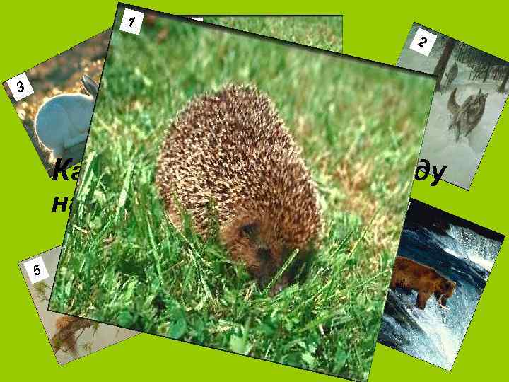 1 1 2 3 Какое животное носит еду на спине? 4 5 6 