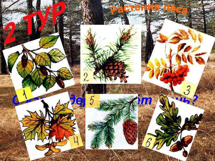 О каком дереве идёт речь? 