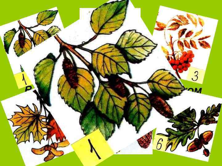 По весне в лесу высоком, На опушках и в глуши Всех я вкусным, сладким