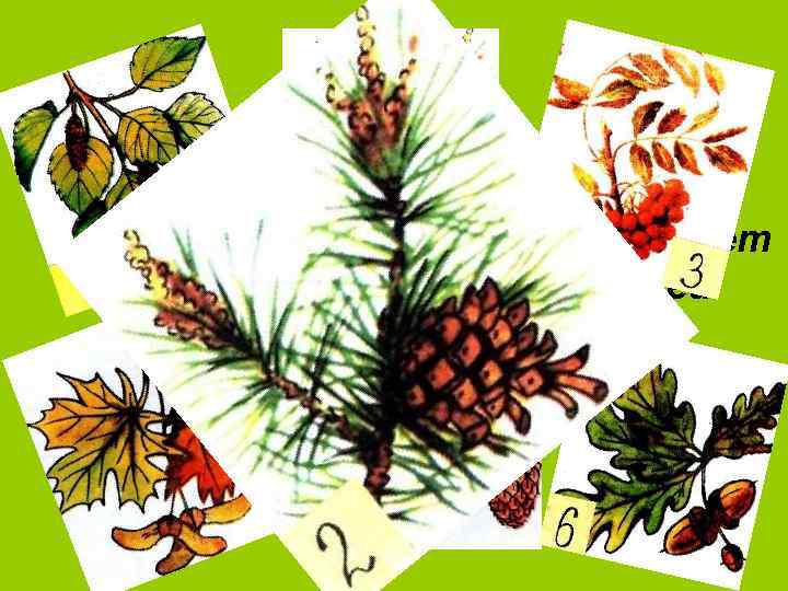 Лишь пурга окрест зовёт И морозы станут злей Я столовую открою Для клестов и