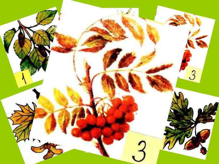 Весной зеленела, Летом загорела, Осенью надела Красный наряд. 